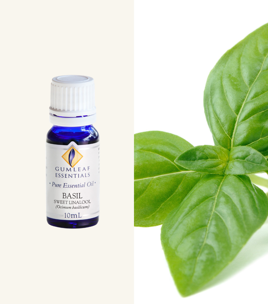 Basil (Sweet Linalool) Gumleaf Essentials Essential Oil 10Ml