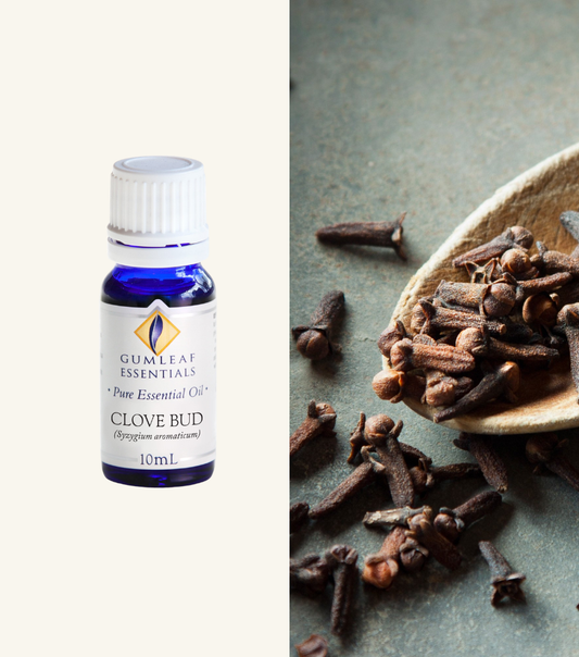 Clove Bud Gumleaf Essentials Essential Oil 10Ml