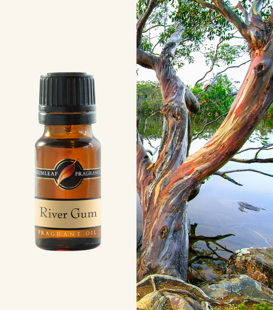 River Gum Gumleaf Fragrance Fragrant Oil
