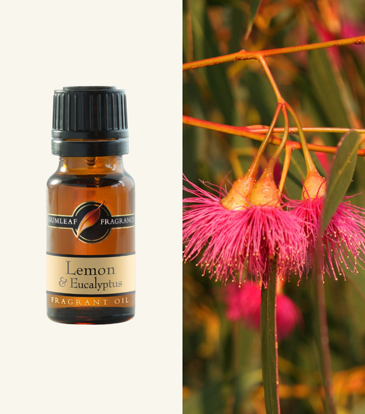 Lemon And Eucalyptus Gumleaf Fragrance Fragant Oil