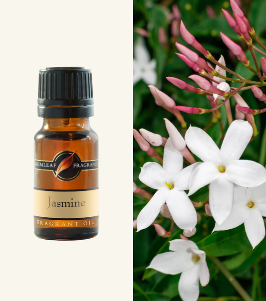 Jasmine Gumleaf Fragrance Fragrant Oil