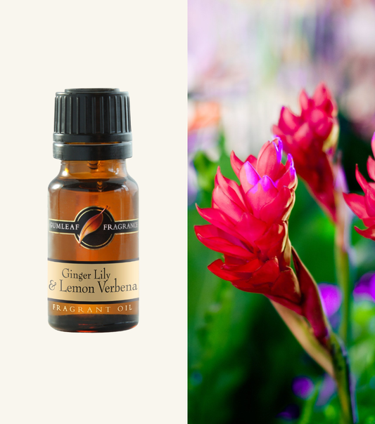 Ginger Lily & Verbana  Gumleaf Fragrance Fragrant Oil