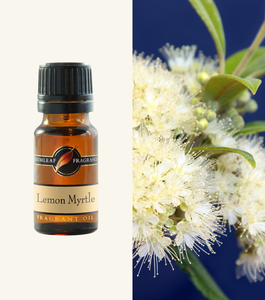 Lemon Myrtle Gumleaf Fragrance Fragrant Oil